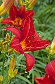 Hemerocallis Chicago Apache in bloom in a garden