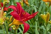 Hemerocallis Chicago Apache in bloom in a garden