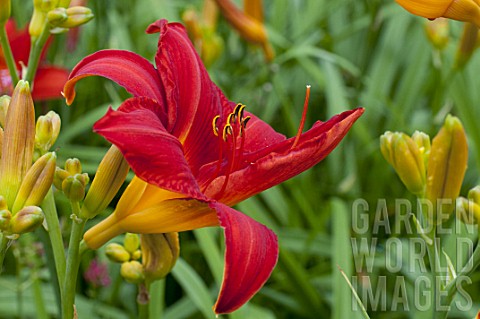 Hemerocallis_Chicago_Apache_in_bloom_in_a_garden