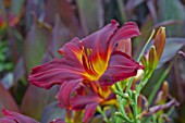 Hemerocallis Chicago Apache in bloom in a garden