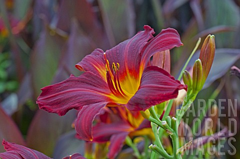 Hemerocallis_Chicago_Apache_in_bloom_in_a_garden