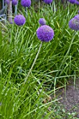 Allium cristophii in bloom in a garden