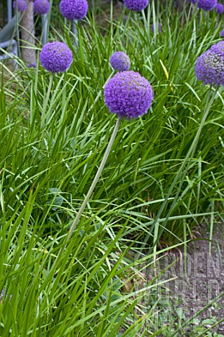 Allium_cristophii_in_bloom_in_a_garden