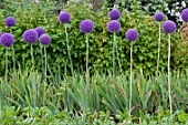 Allium cristophii in bloom in a garden