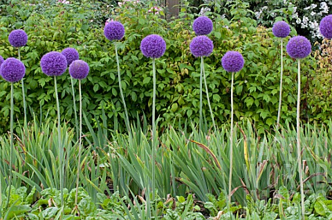 Allium_cristophii_in_bloom_in_a_garden