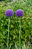 Allium cristophii in bloom in a garden