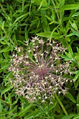 Allium cristophii in bloom in a garden