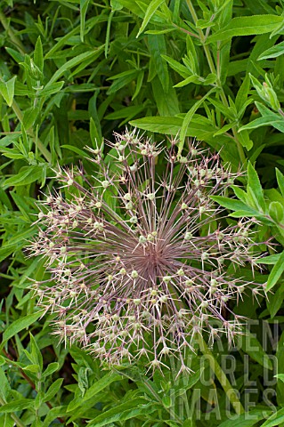 Allium_cristophii_in_bloom_in_a_garden