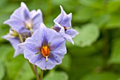 Solanum Glasnevin in bloom in a garden