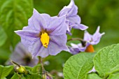 Solanum Blue Bell in bloom in a garden