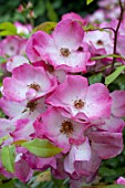 Rosa Rusa in bloom in a garden