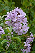 Campanula lactiflora Loddon Anna in bloom in a garden