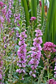 Lythrum salicaria Lady Sackville in bloom in a garden