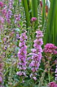 Lythrum salicaria Lady Sackville in bloom in a garden