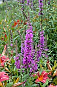 Lythrum salicaria Lady Sackville in bloom in a garden