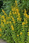 Lysimachia punctata in bloom in a garden