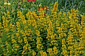 Lysimachia punctata in bloom in a garden