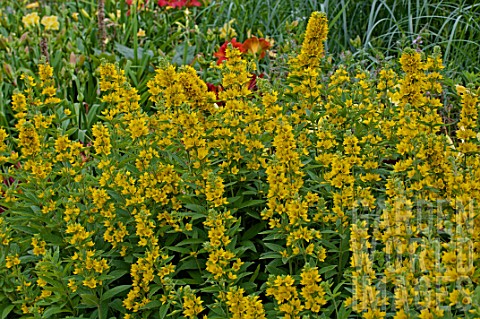 BSPT2045611- Lysimachia punctata in bloom in a garden : Asset Details ...