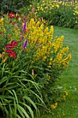 Lysimachia punctata in bloom in a garden