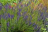 Hyssopus officinalis in bloom in a garden