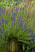 Hyssopus officinalis in bloom in a garden