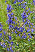 Hyssopus officinalis in bloom in a garden