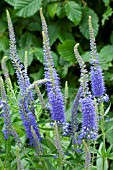 Veronica longifolia in bloom in a garden