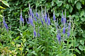 Veronica longifolia in bloom in a garden