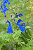 Salvia patens in bloom in a garden