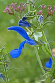 Salvia patens in bloom in a garden