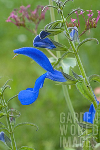 Salvia_patens_in_bloom_in_a_garden