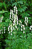 Aconitum napellus Schneewittchen in bloom in a garden