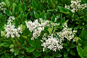 Ligustrum japonicum Texanum in bloom in a garden