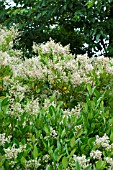 Ligustrum japonicum Texanum in bloom in a garden