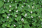 Houttuynia cordata (Chameleon plant) in bloom in a garden