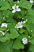 Houttuynia cordata (Chameleon plant) in bloom in a garden