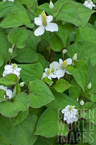 Houttuynia_cordata_Chameleon_plant_in_bloom_in_a_garden