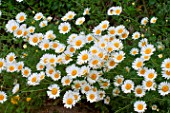 Aster in bloom in a garden