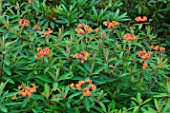 Euphorbia griffithii in bloom in a garden