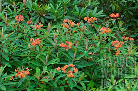 Euphorbia_griffithii_in_bloom_in_a_garden