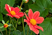 Anemone Honorine Jobeat in bloom in a garden