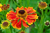 Helenium Mardi Gras in bloom in a garden