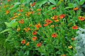 Helenium Mardi Gras in bloom in a garden