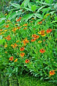 Helenium Mardi Gras in bloom in a garden