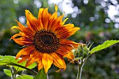 Helianthus annuus Gloriosa in bloom in a garden