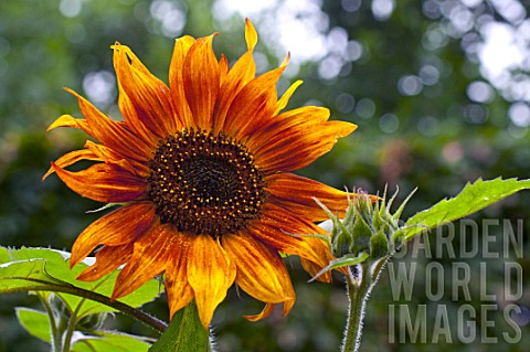 Helianthus_annuus_Gloriosa_in_bloom_in_a_garden