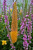 Eremurus (Foxtail lily) in bloom in a garden