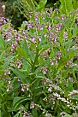 Symphytum officinale (Comfrey) in bloom in a garden