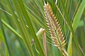 Hordeum vulgare in a garden