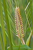 Hordeum vulgare in a garden